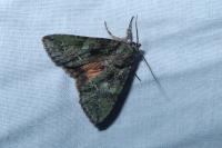 Polyphaenis sericata