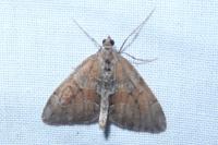 Thera obeliscata