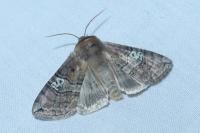 Tethea ocularis