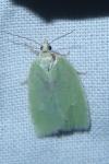 Tortrix viridana