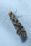 Triaxomera parasitella