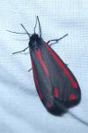 Tyria jacobaeae