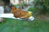 Ennomos alniaria