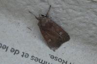 Xestia xanthographa