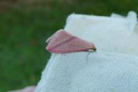 Rhodometra sacraria