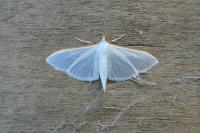 Palpita vitrealis