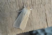 Mythimna pallens