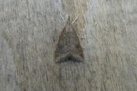 Udea ferrugalis