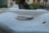 Eilema caniola