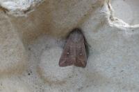 Mythimna albipuncta