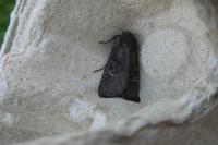 Aporophyla nigra