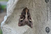 Trigonophora flammea