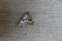 Epirrhoe alternata