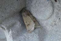 Anchoscelis lunosa