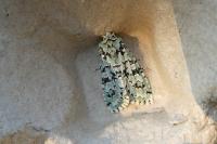 Griposia aprilina
