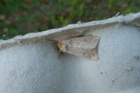 Mythimna vitellina