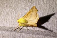 Ennomos alniaria