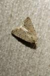 Caradrina clavipalpis