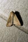Mythimna unipuncta