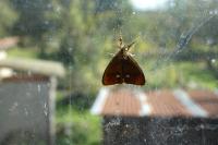Orgyia antiqua