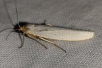 Eilema caniola