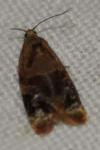 Ditula angustiorana