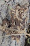 Thaumetopoea processionea