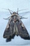 Xestia c-nigrum