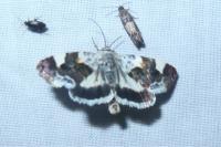 Acontia lucida