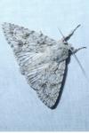 Acronicta aceris