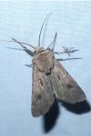 Agrotis exclamationis
