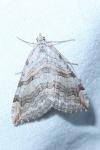Aplocera efformata/plagiata
