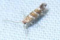 Cameraria ohridella