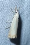 Chrysoteuchia culmella
