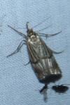 Chrysocrambus linetella