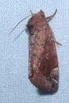 Cosmia pyralina