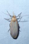 Katha depressa