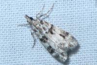 Eudonia delunella