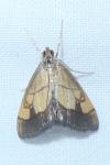 Evergestis limbata