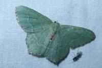 Hemithea aestivaria