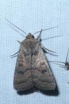 Hoplodrina octogenaria