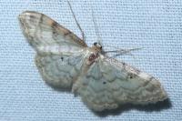 Idaea fuscovenosa