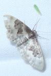 Idaea rusticata
