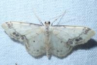 Idaea trigeminata