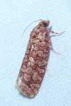 Lozotaeniodes formosana