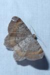 Macaria liturata