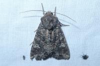 Mamestra brassicae