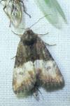 Mesoligia furuncula