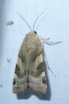 Noctua fimbriata