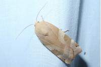 Noctua fimbriata